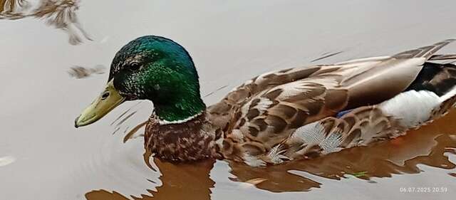 Гостевой дом Славянский Двор Гатчина-37